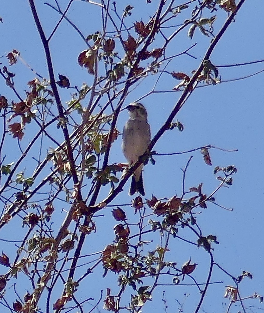 White-throated Canary - ML646771467