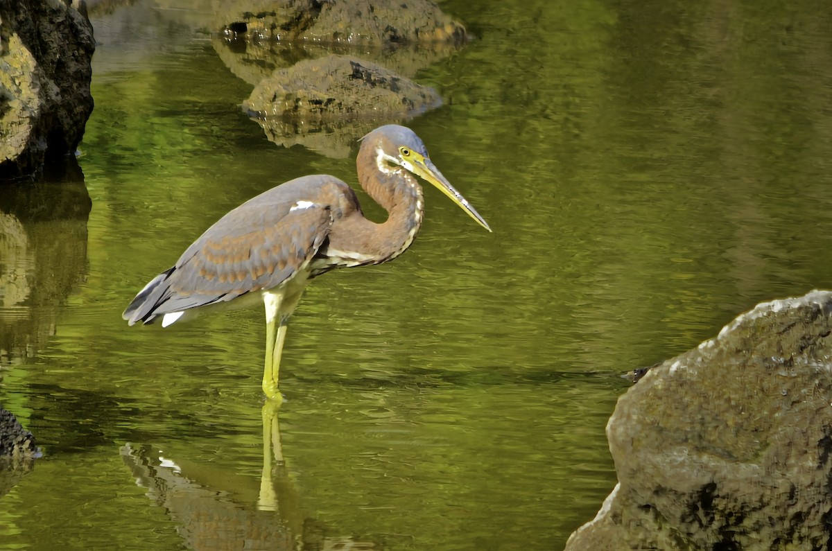 Tricolored Heron - ML646771468