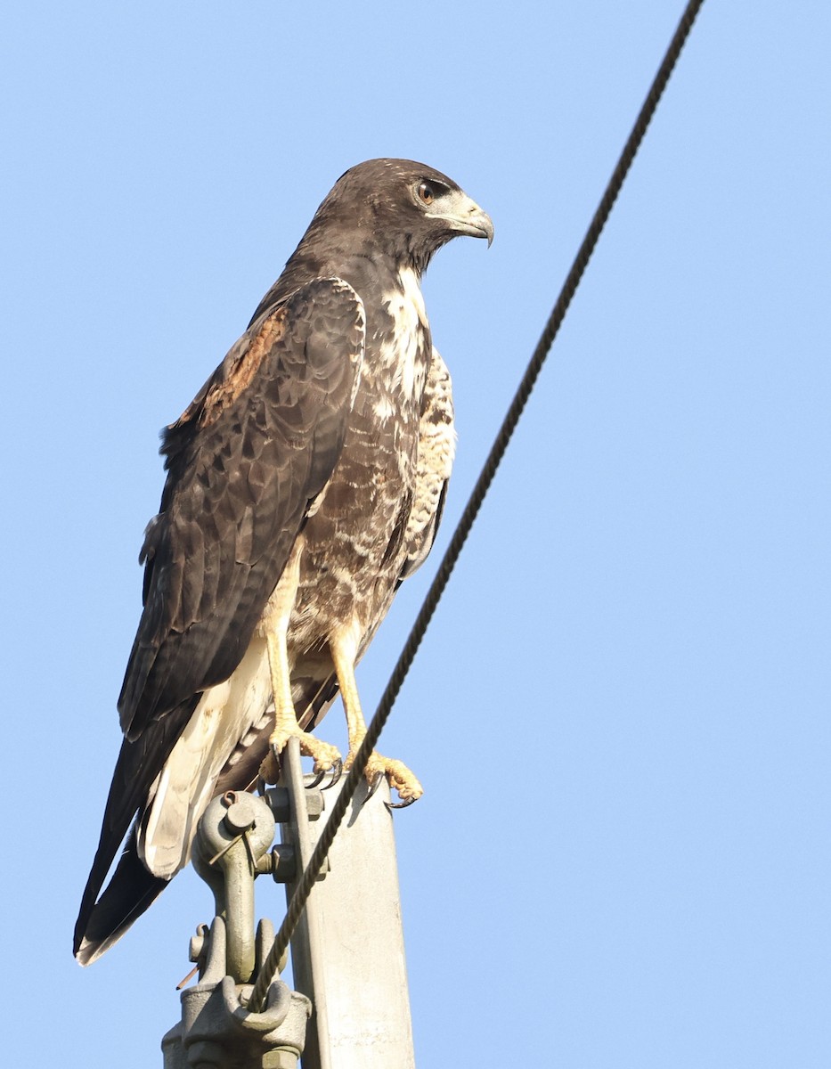White-tailed Hawk - ML646771471
