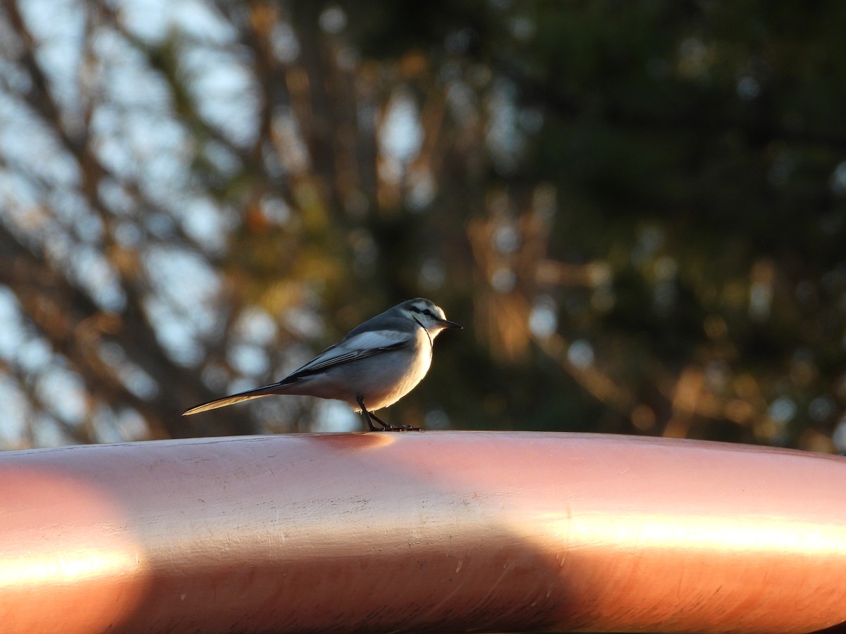 White Wagtail - ML646771472