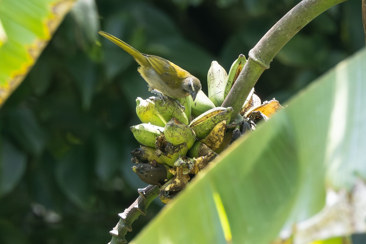 Зернолуск великий - ML646771486