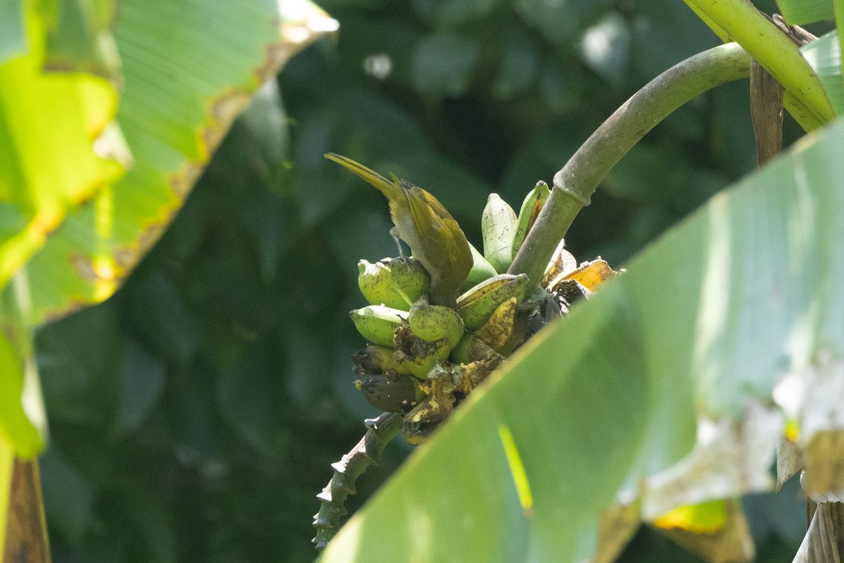 Зернолуск великий - ML646771487