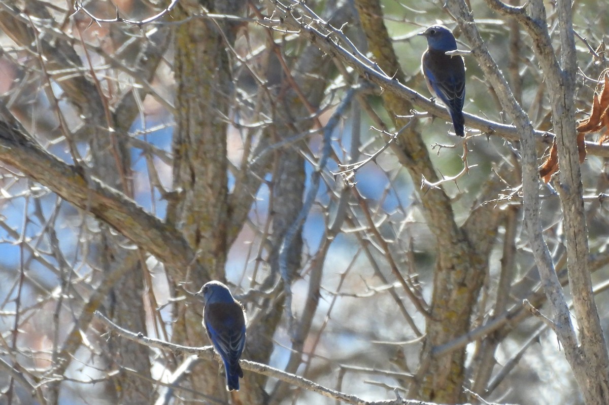 Azulejo Occidental - ML646771491