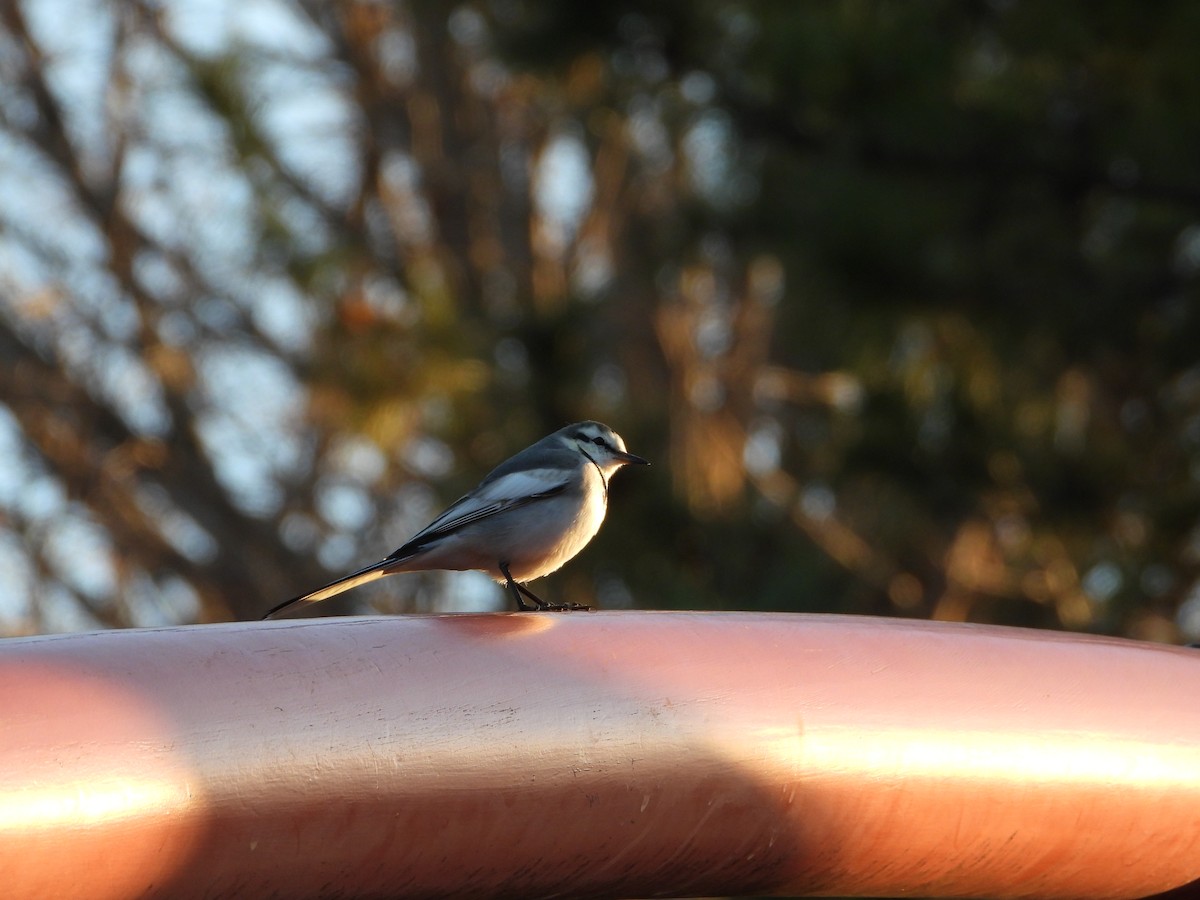 White Wagtail - ML646771492