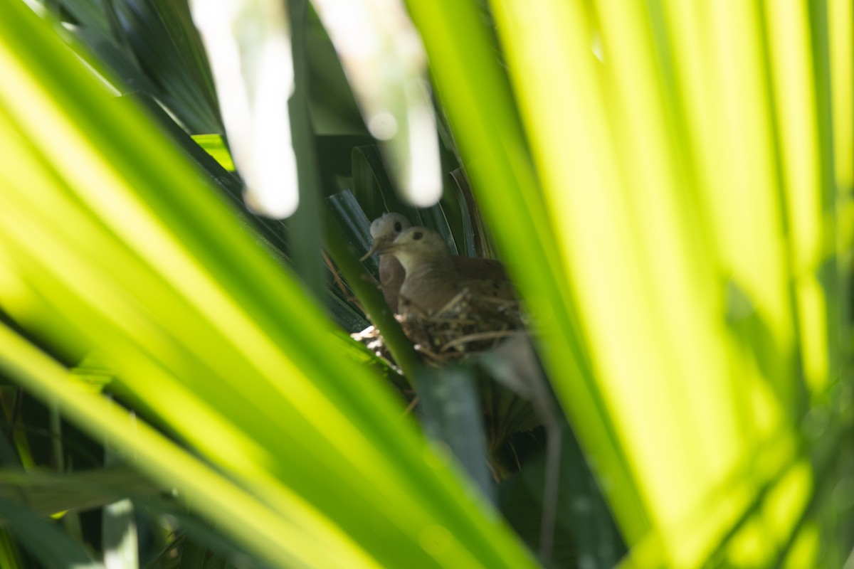 Талпакоті коричневий - ML646771493
