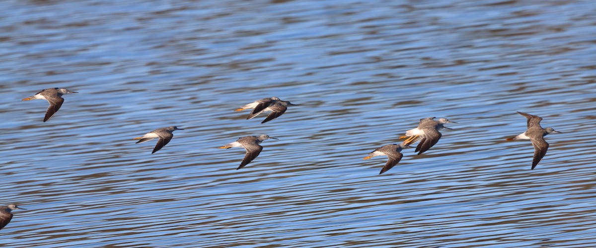 vodouš velký - ML646771494