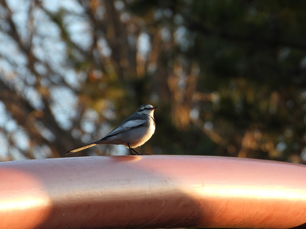 White Wagtail - ML646771495