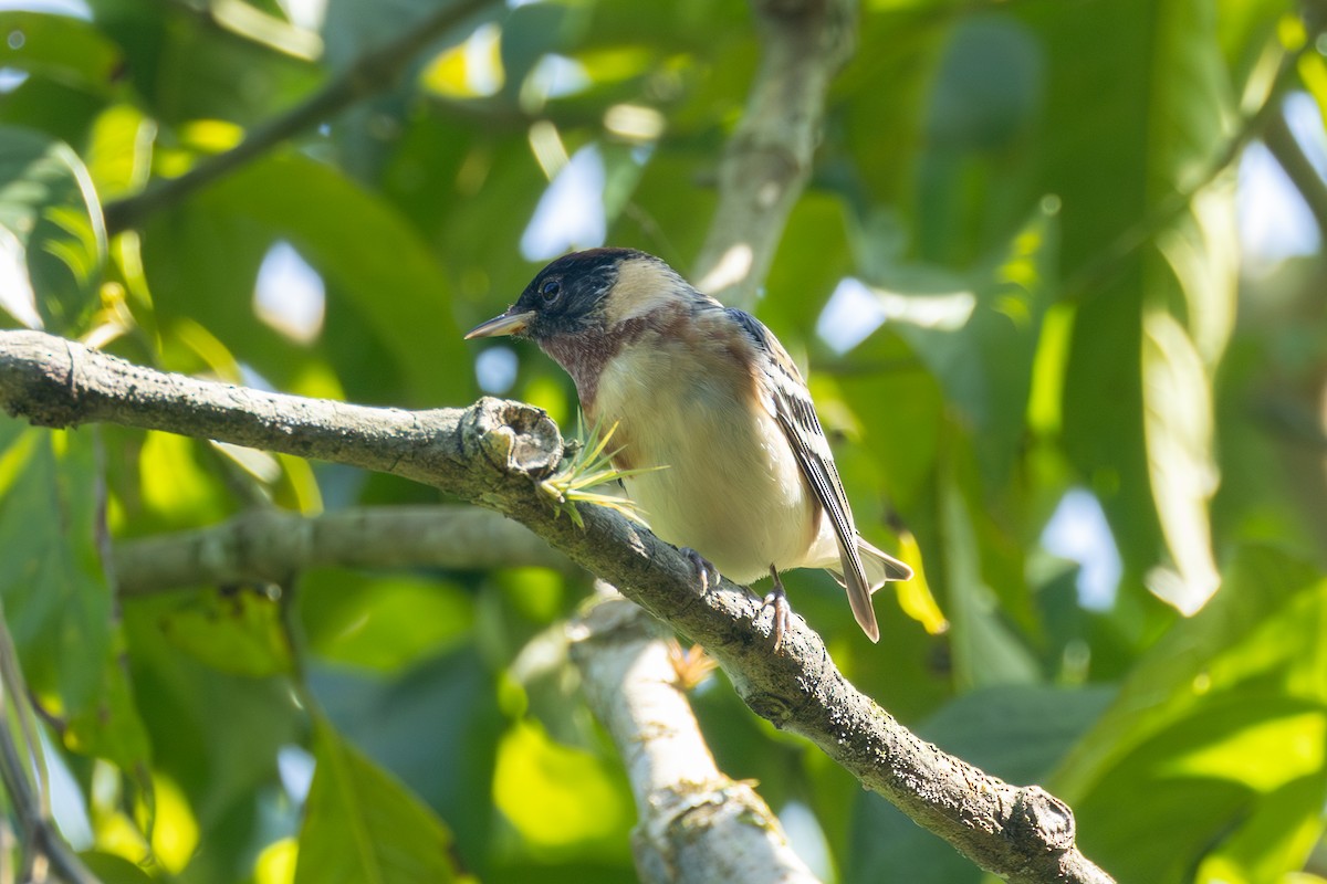 Пісняр-лісовик каштановий - ML646771496