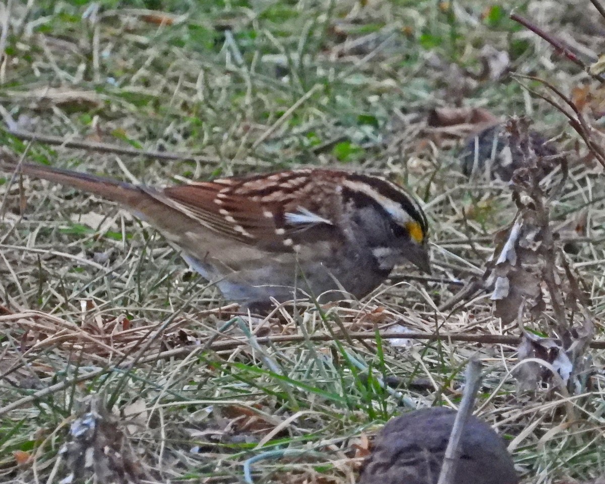 White-throated Sparrow - ML646771497