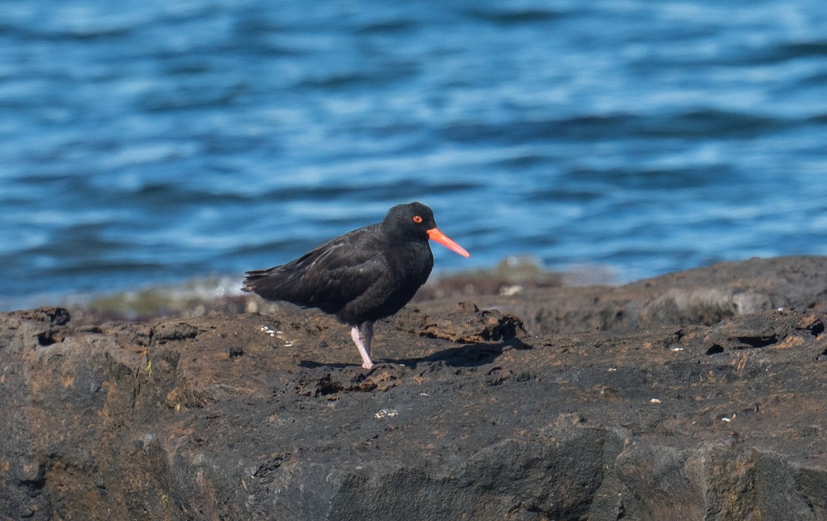 Itsas mika beltz australiarra - ML646771498