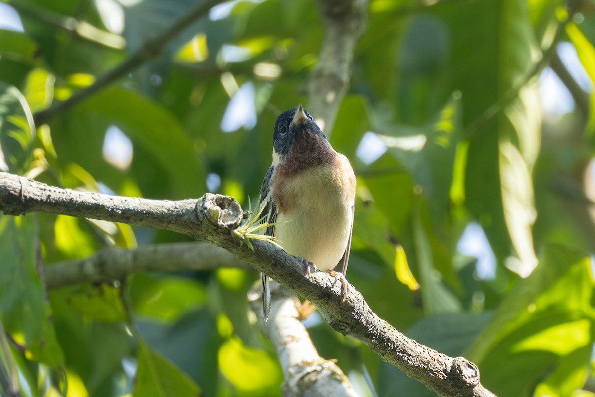 Пісняр-лісовик каштановий - ML646771499