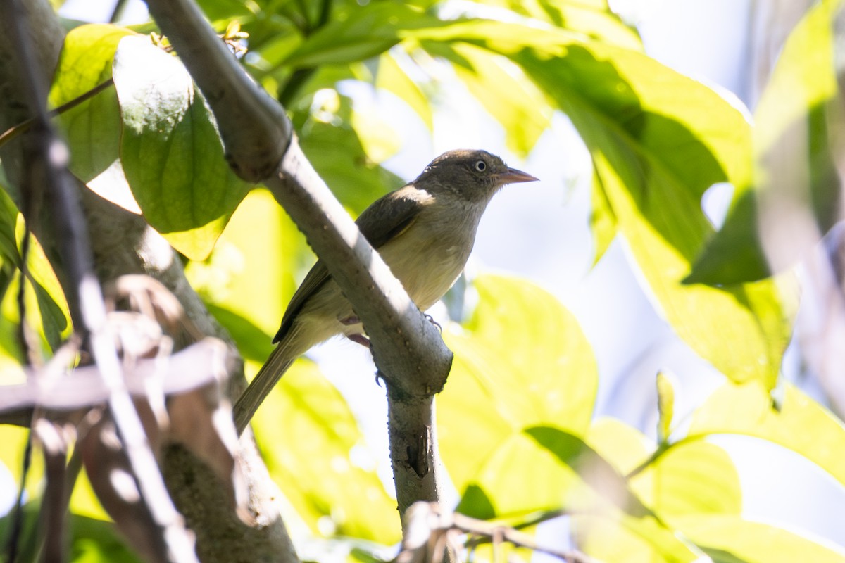 Віреончик чагарниковий - ML646771502