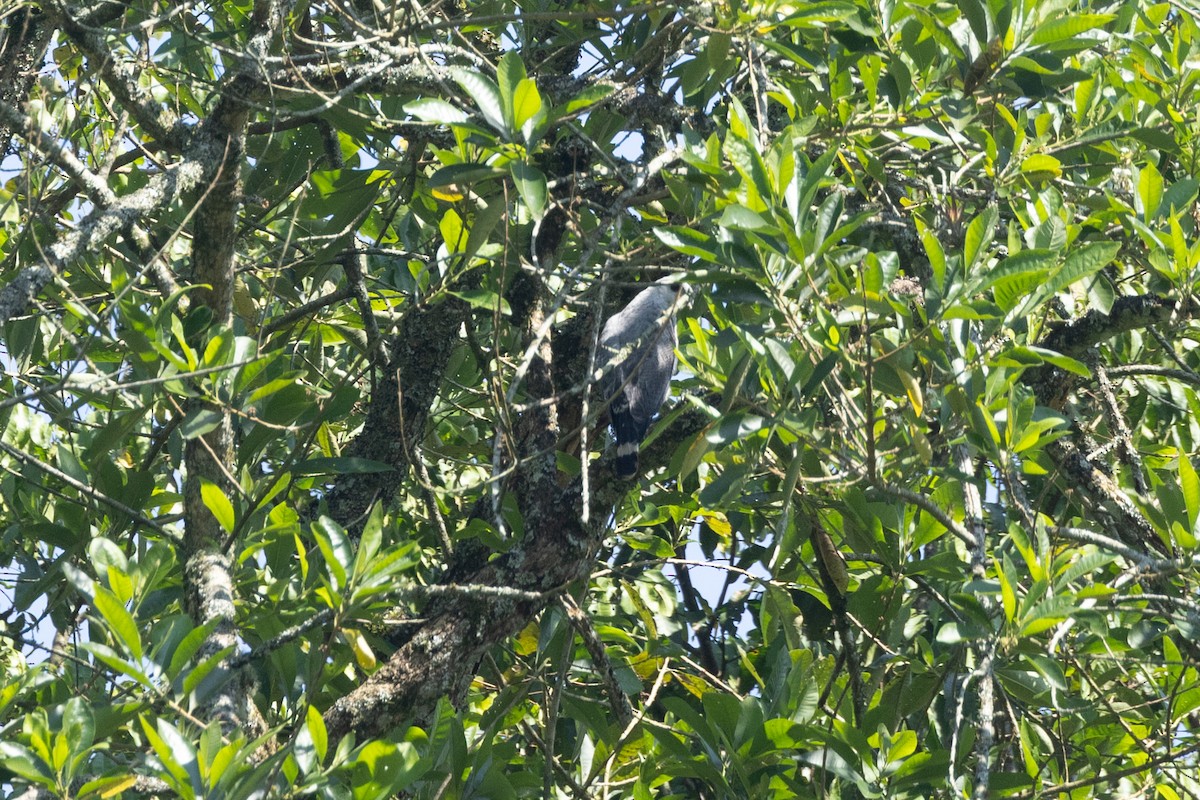 Канюк сірий - ML646771503