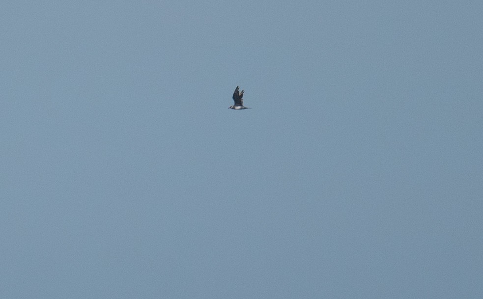 Marikaka isatslaburra - ML646771504