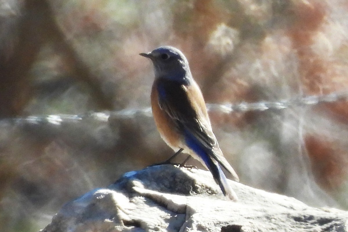 Azulejo Occidental - ML646771506