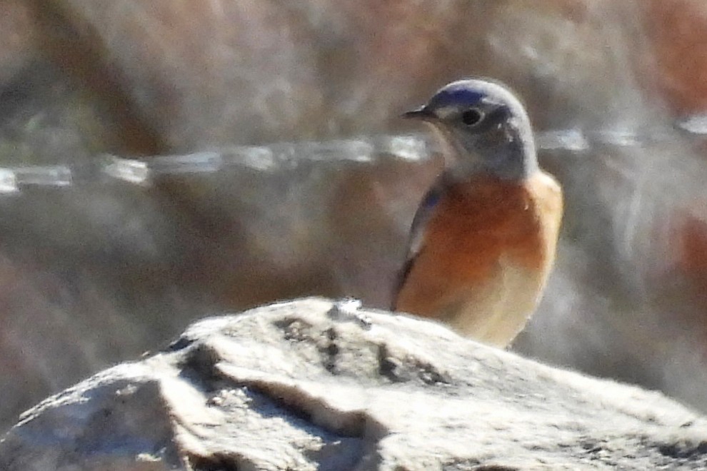 Azulejo Occidental - ML646771510