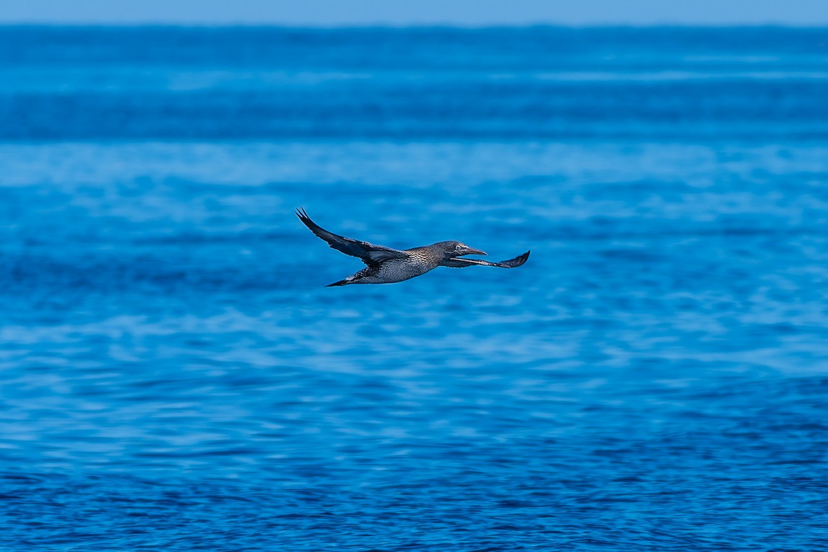 Sümsük - ML646771511