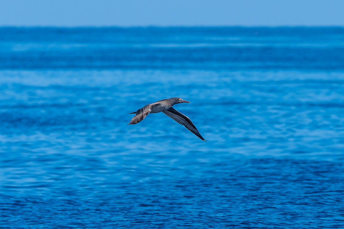 Sümsük - ML646771512