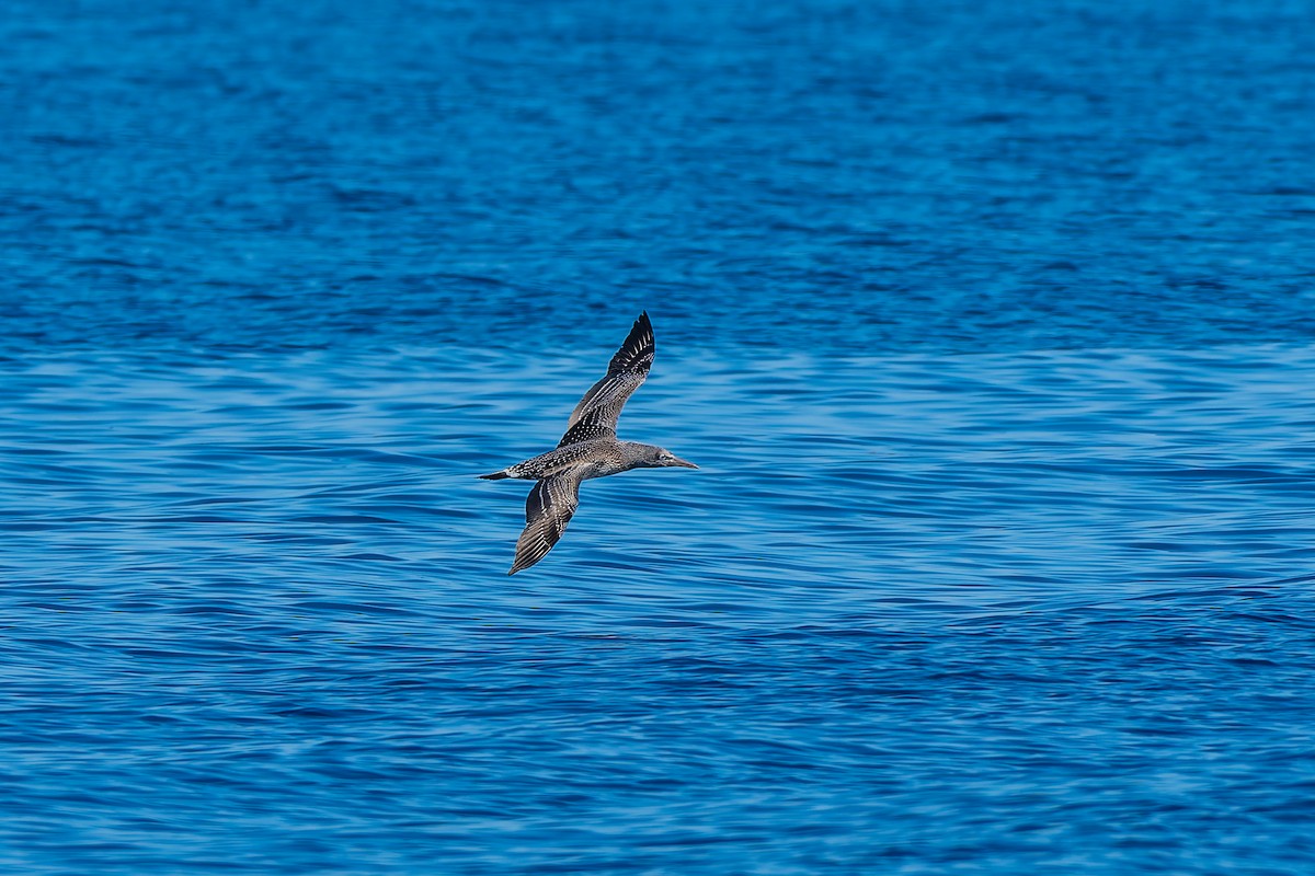 Sümsük - ML646771513