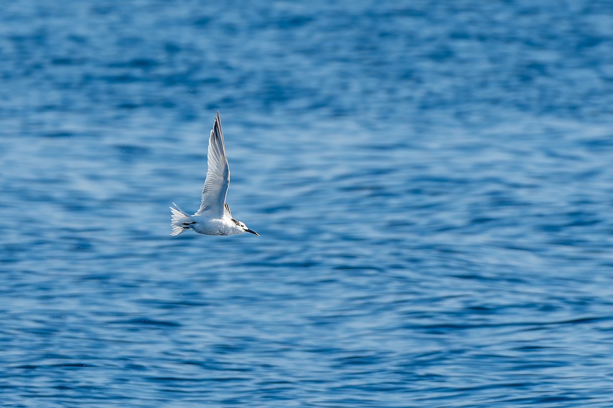 Kara Gagalı Sumru (acuflavidus) - ML646771515