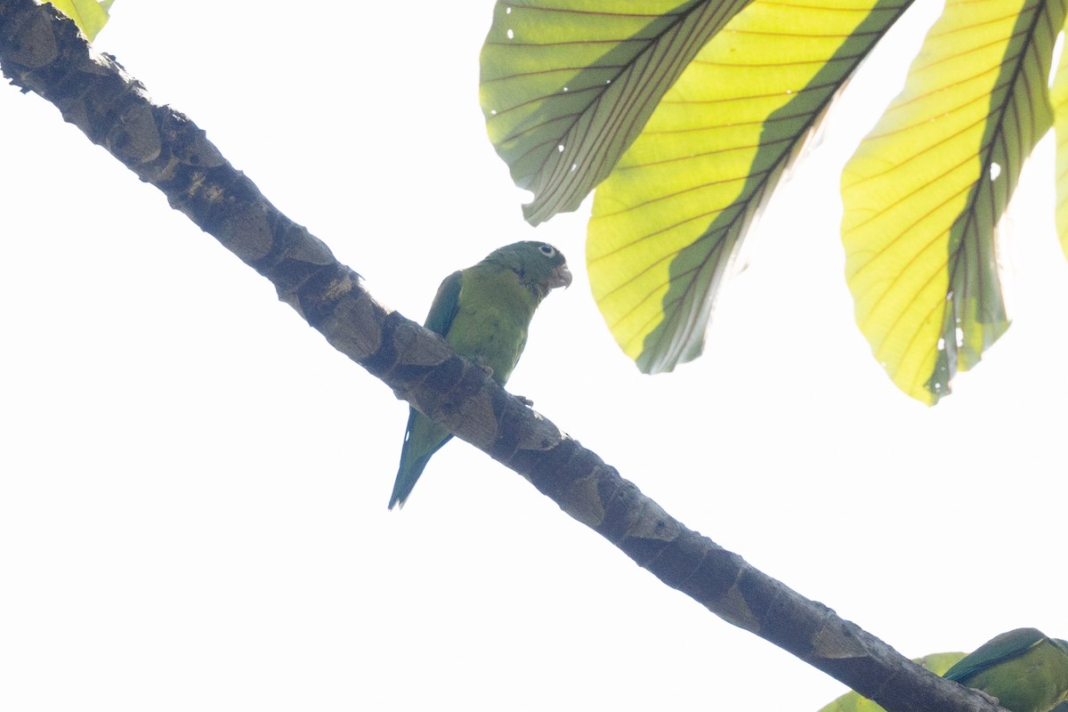 Тіріка буроплечий - ML646771516