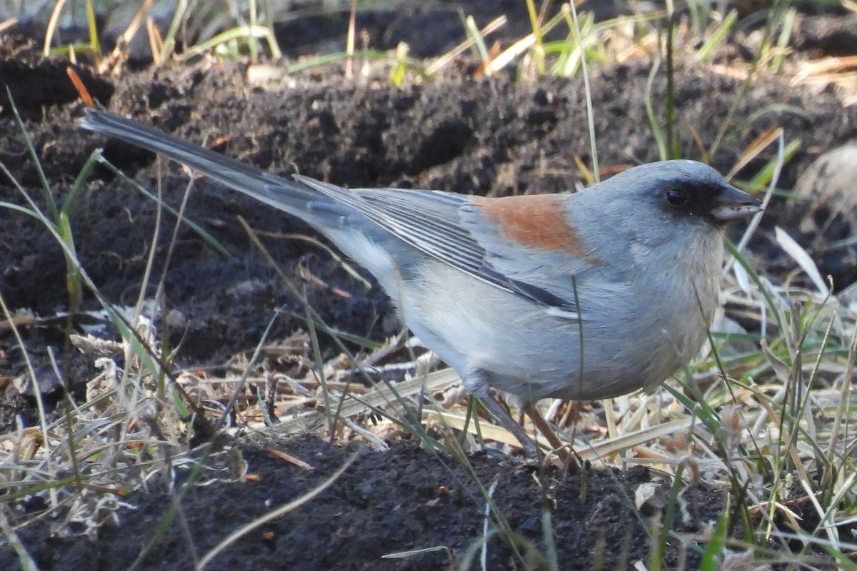 Junco Ojioscuro (Dorsirrojo) - ML646771517