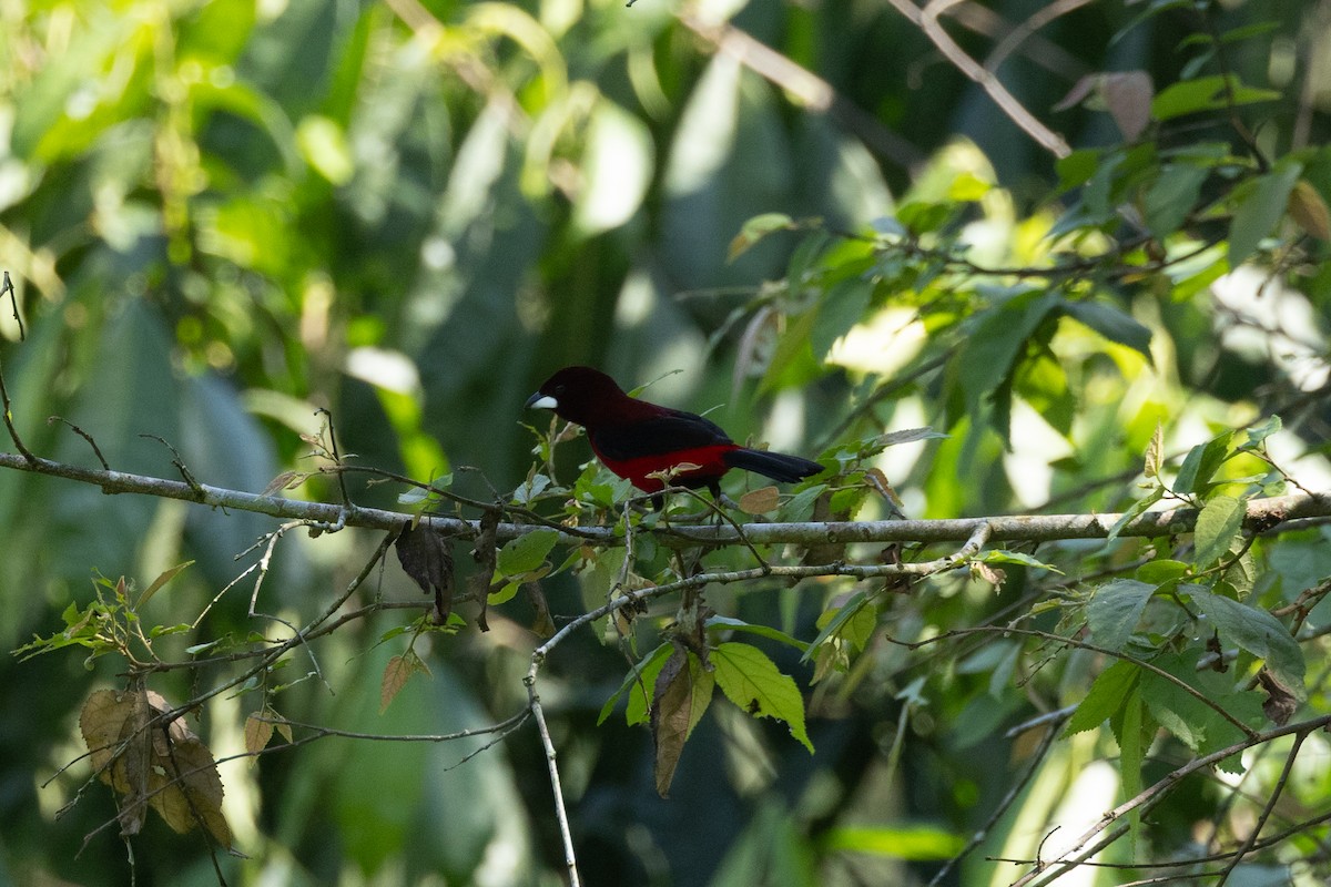 Тапіранга червона - ML646771518