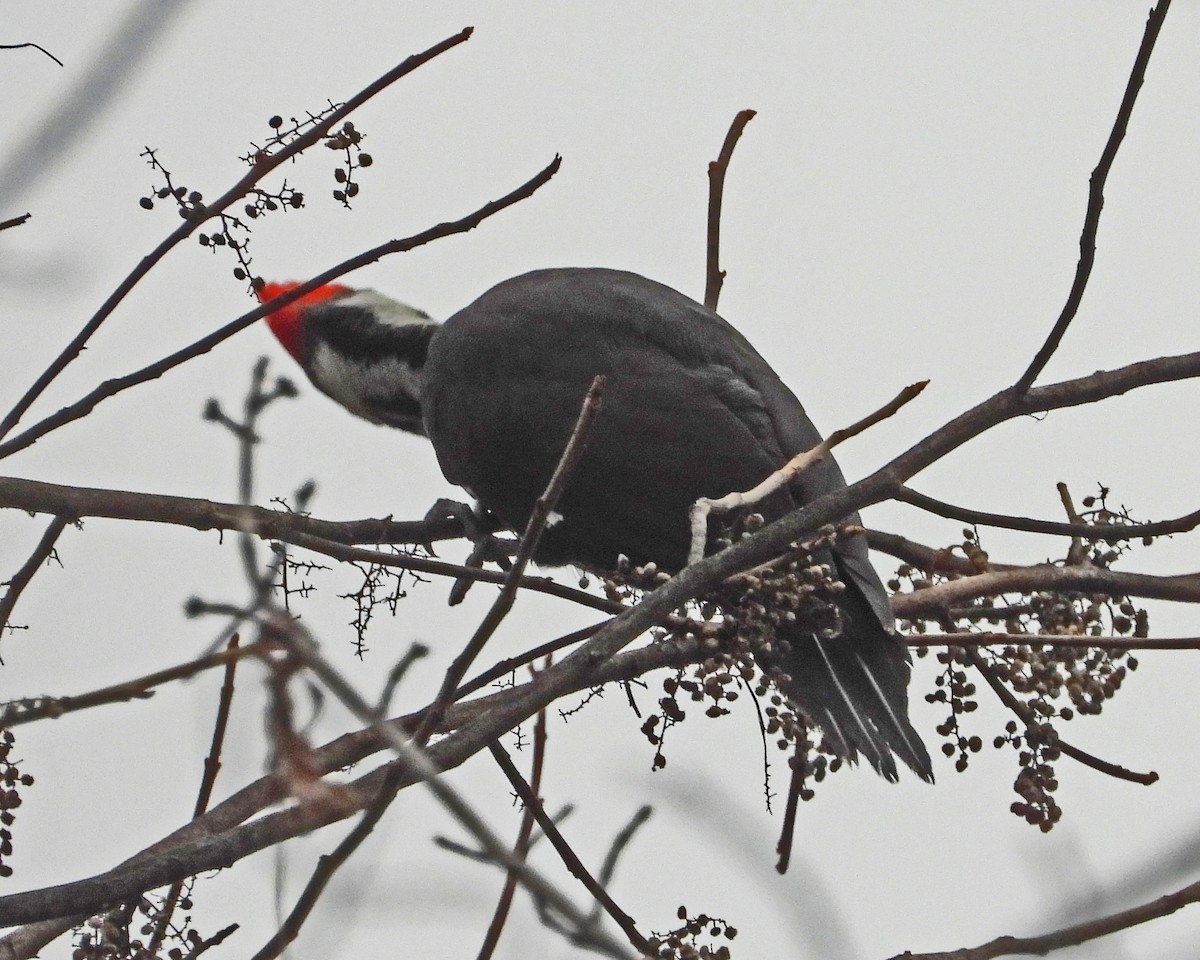 Pileated Woodpecker - ML646771520