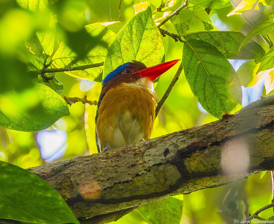 blåhettekokaburra - ML646771521