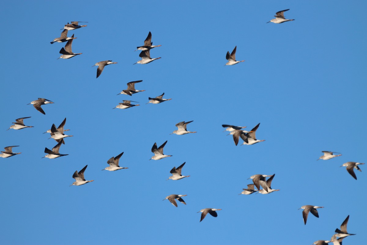 vodouš velký - ML646771522