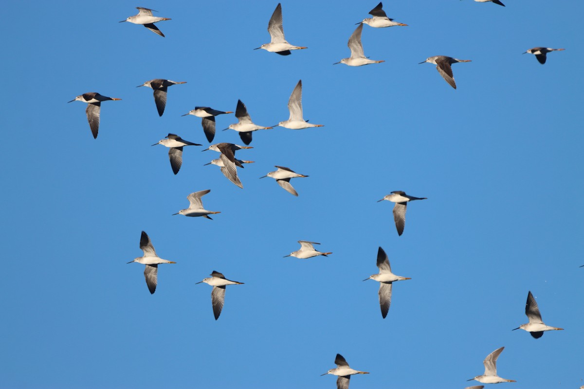 vodouš velký - ML646771523