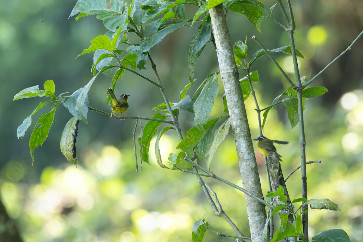 Коронник широкобровий - ML646771524