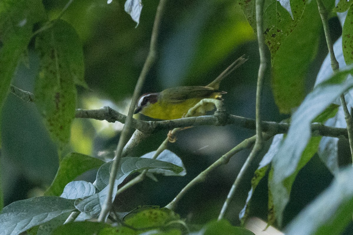 Коронник широкобровий - ML646771531