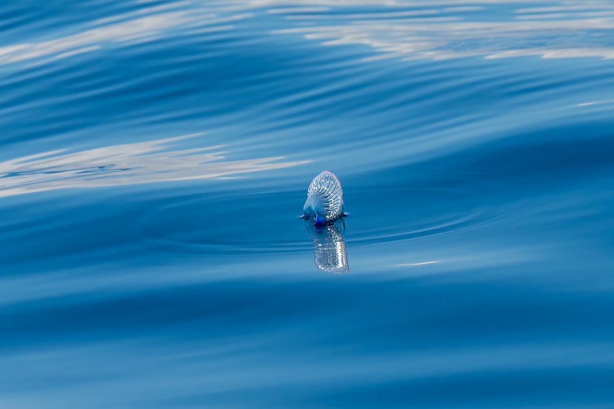 Fizalya (Yelken Sifonofor) - ML646771533