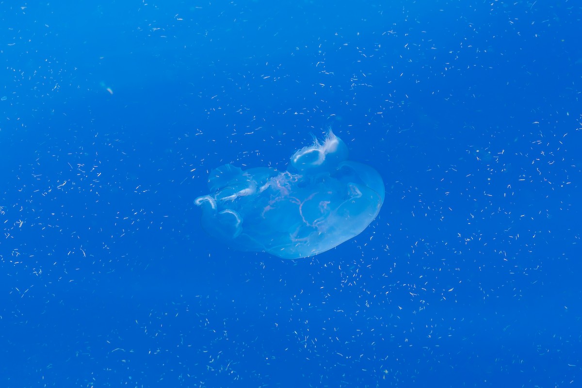 Southern Moon Jelly - ML646771534