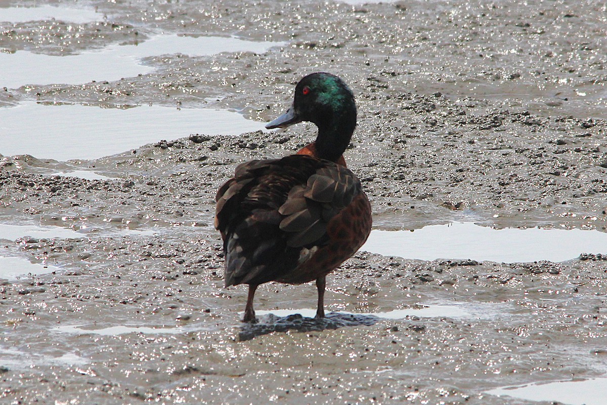 アオクビコガモ - ML646771535