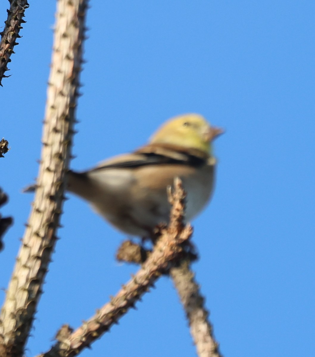 Jilguero Yanqui - ML646771542