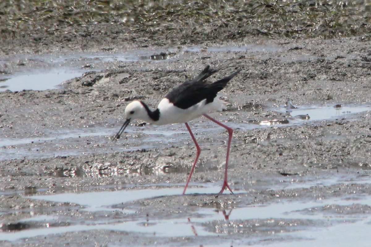 オーストラリアセイタカシギ - ML646771546