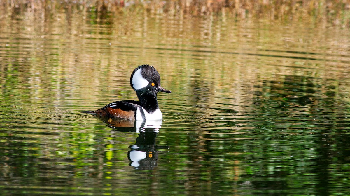 Hooded Merganser - ML646771548
