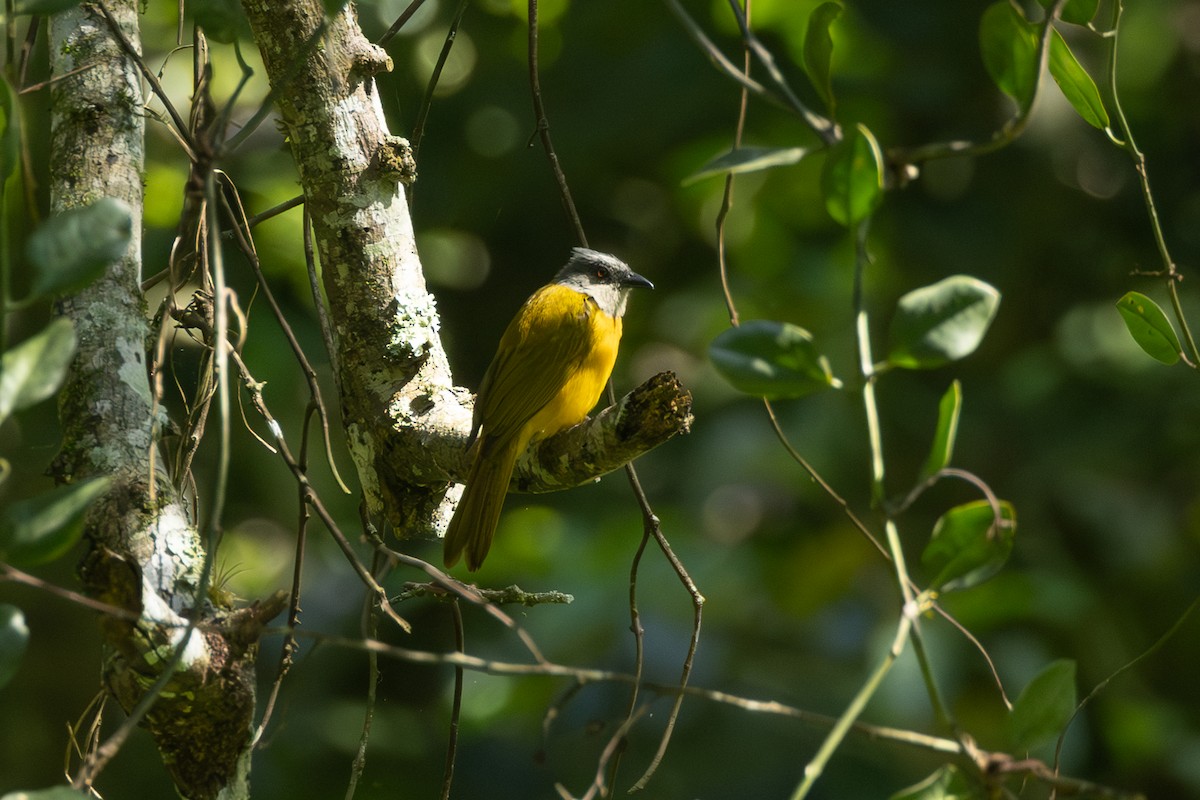 Танагра сіроголова - ML646771550