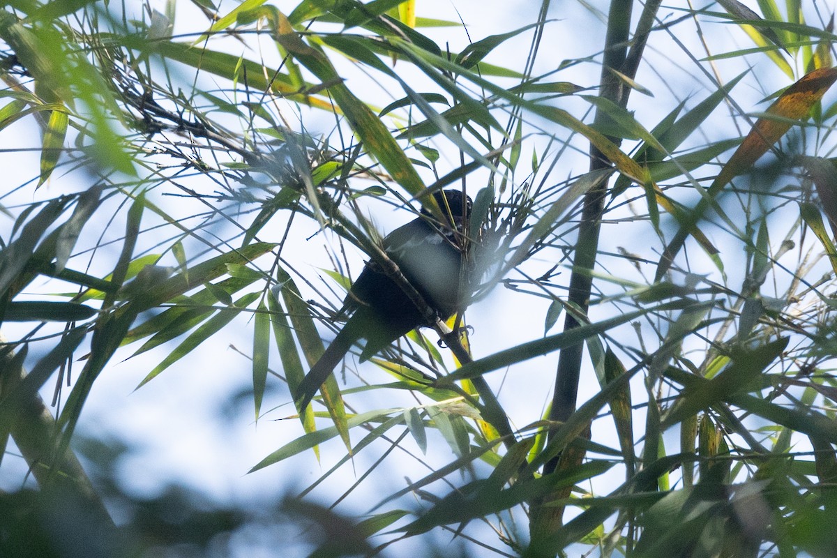 Танагра-жалібниця білоплеча - ML646771551