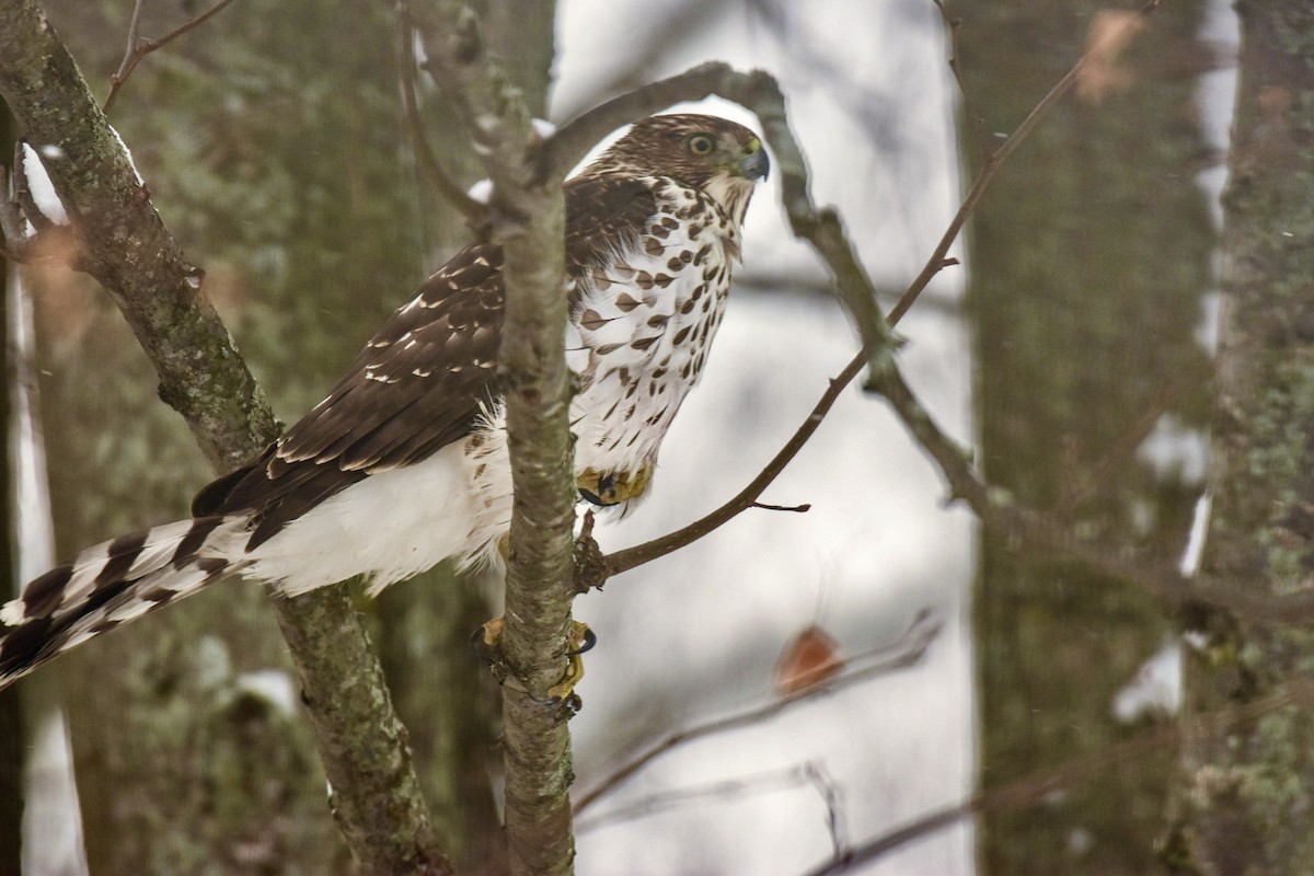 クーパーハイタカ - ML646771553