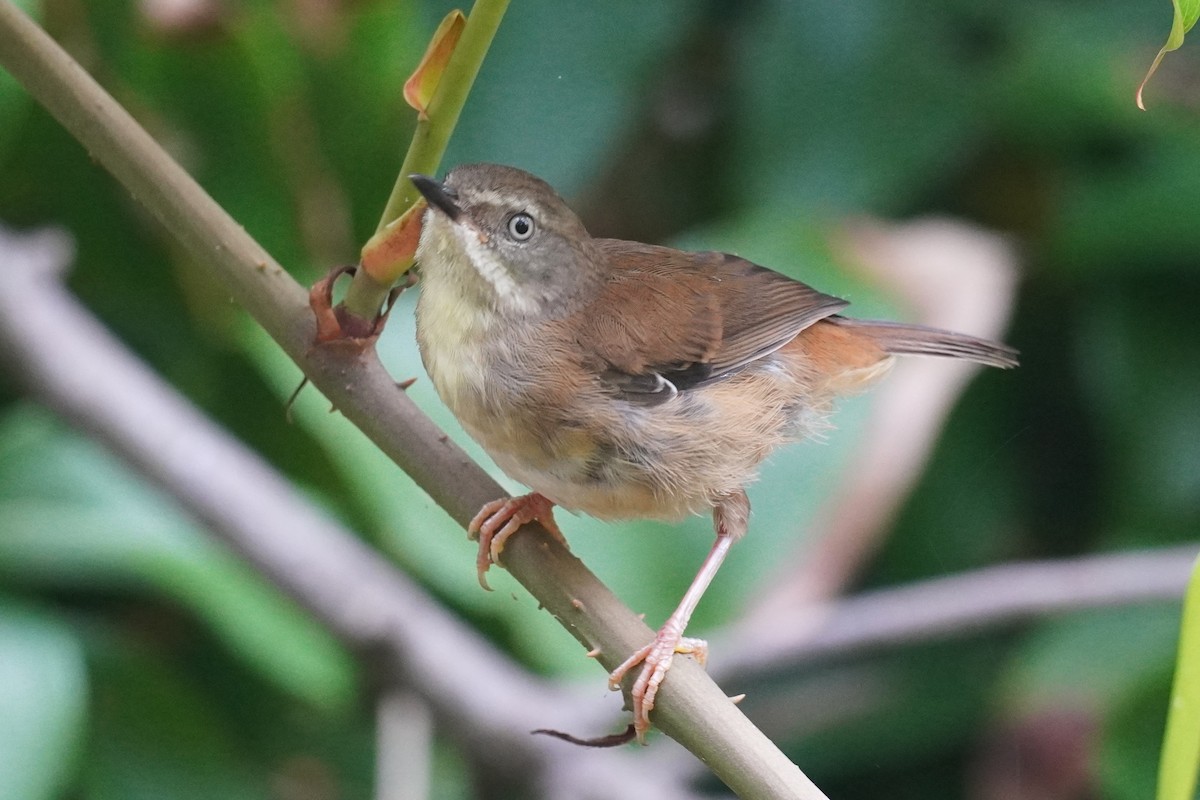 White-browed Scrubwren - ML646771554
