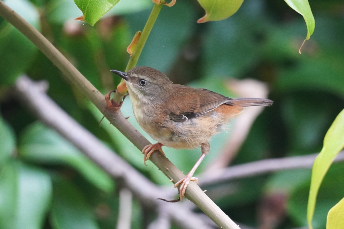 White-browed Scrubwren - ML646771555