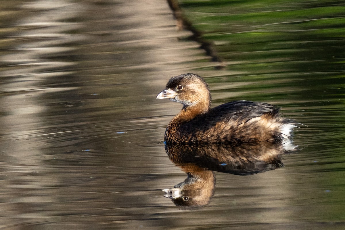 Pied-billed Grebe - ML646771556
