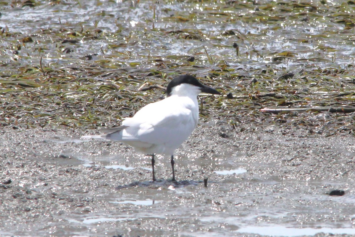 オーストラリアハシブトアジサシ - ML646771557