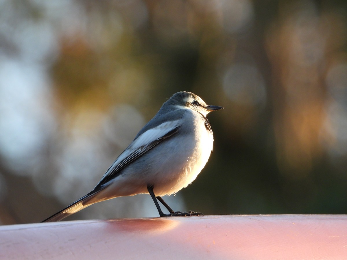 White Wagtail - ML646771558