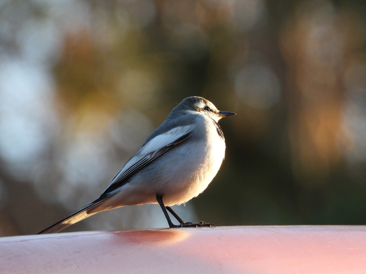 White Wagtail - ML646771559
