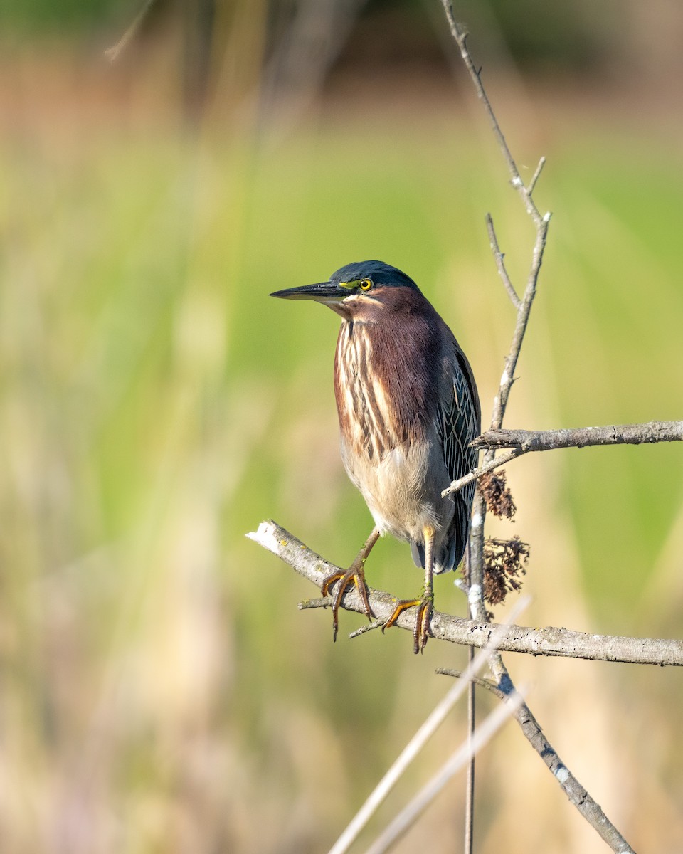 Green Heron - ML646771560