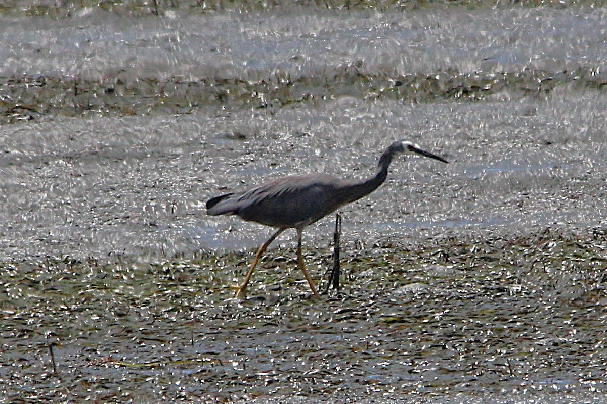 カオジロサギ - ML646771561